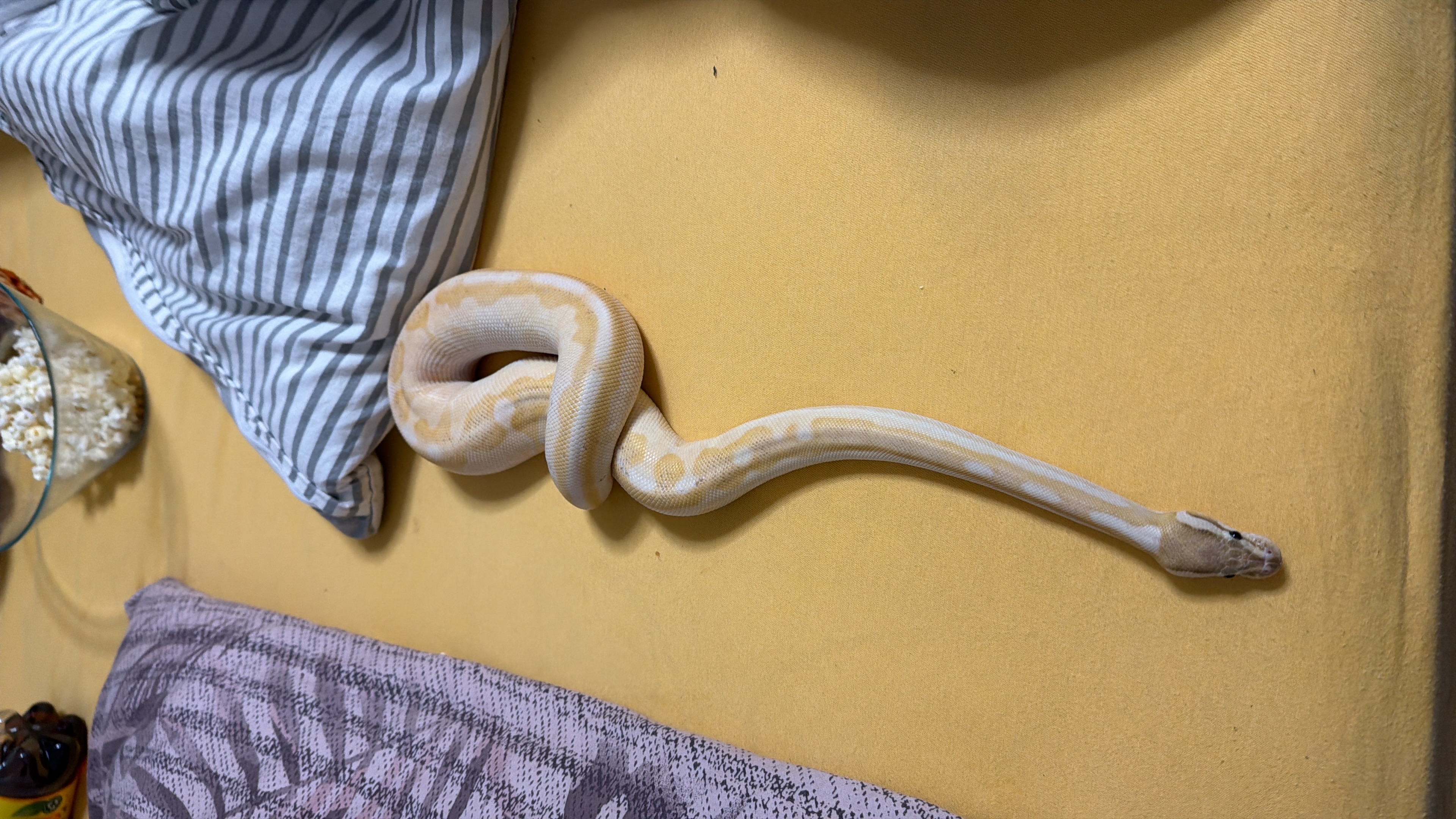Playing with snake